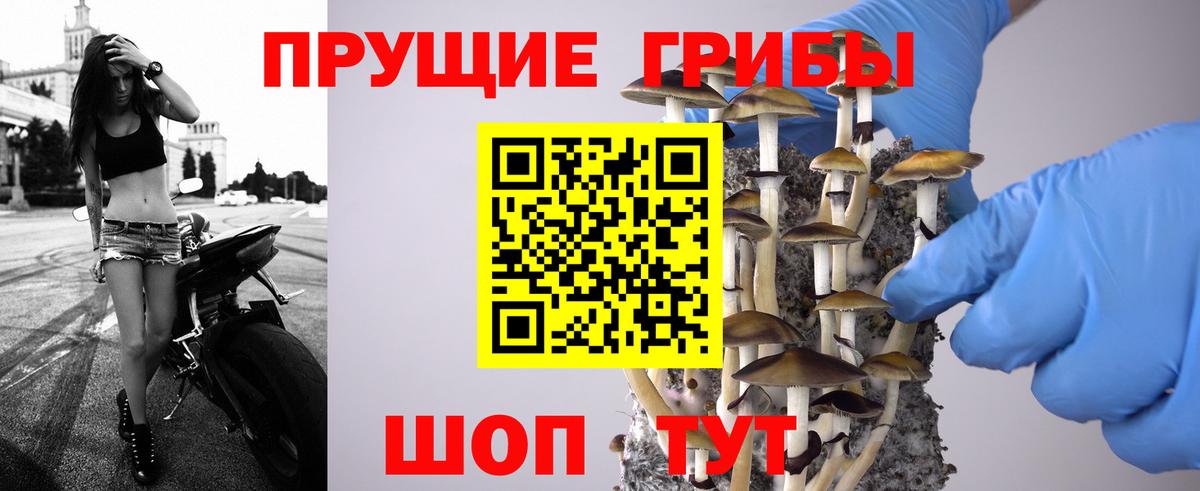 Псилоцибиновые грибы мицелий  Вход с VPN  Псилоцибиновые грибы GOLDEN TEACHER  Кубинка 